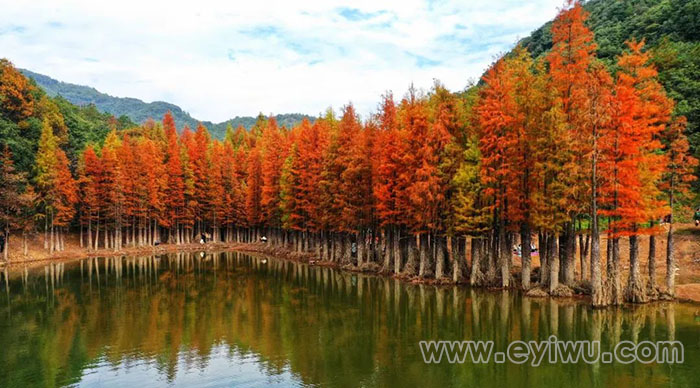 赤岸雅治街村朝阳水库红杉林