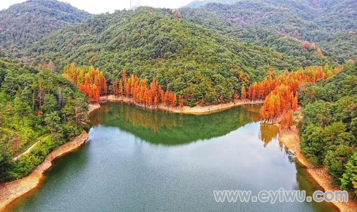 赤岸雅治街村朝阳水库红杉林